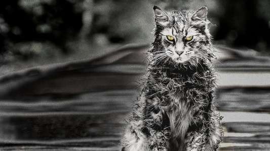 Pet Sematary - Backdrop