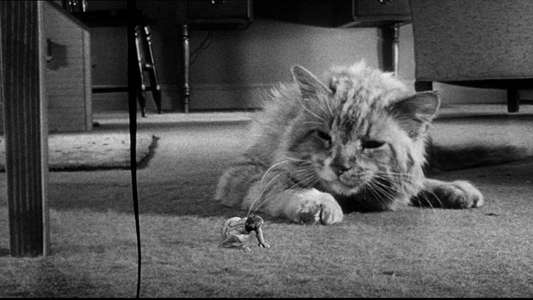 The Incredible Shrinking Man - Backdrop