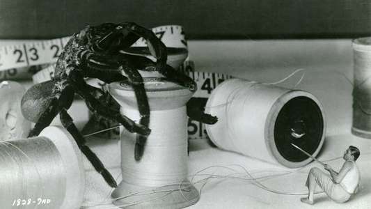 The Incredible Shrinking Man - Backdrop