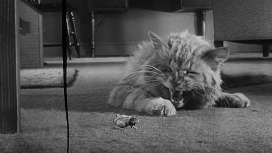 The Incredible Shrinking Man - Backdrop