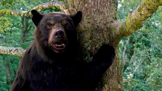 Cocaine Bear - Backdrop