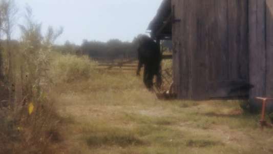 Boggy Creek II: And the Legend Continues - Backdrops