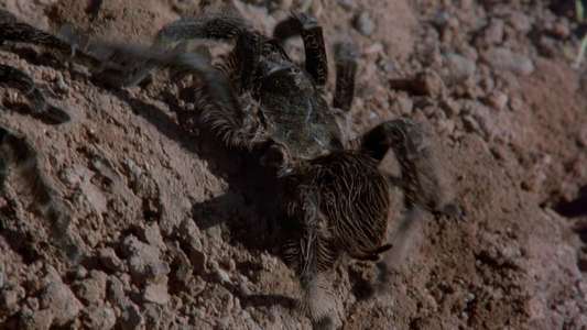 Kingdom of the Spiders - Backdrop