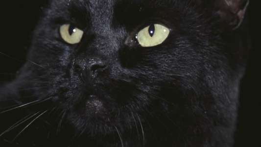 The Black Cat - Backdrop