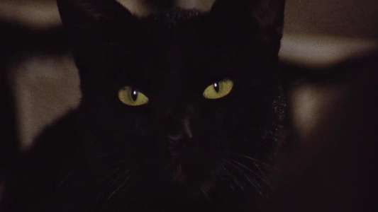 The Black Cat - Backdrop