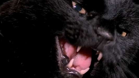 The Black Cat - Backdrop