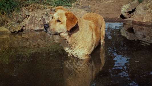 Old Yeller - Backdrops