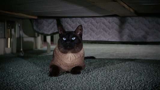 That Darn Cat! - Backdrops