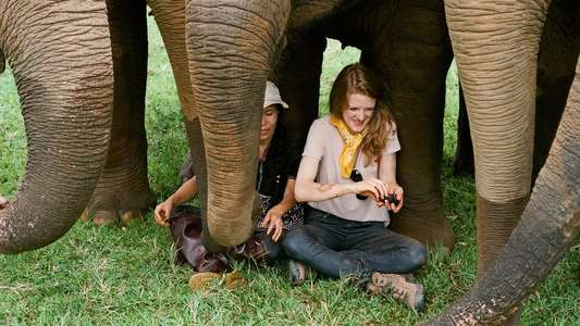 Love & Bananas: An Elephant Story - Backdrop