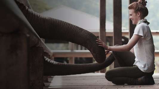 Love & Bananas: An Elephant Story - Backdrop