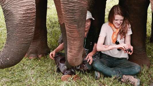 Love & Bananas: An Elephant Story - Backdrop