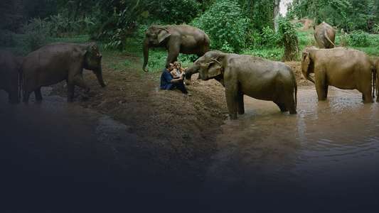 Love & Bananas: An Elephant Story - Backdrop