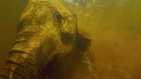 Into the Okavango - Backdrops
