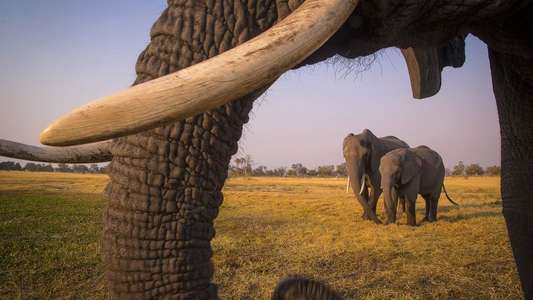 Into the Okavango - Backdrops
