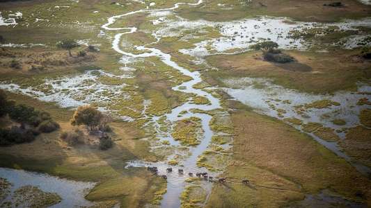 Into the Okavango - Backdrops