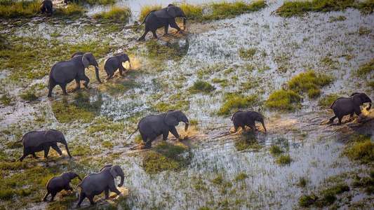 Into the Okavango - Backdrops