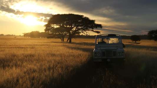 Serengeti Rules - Backdrop