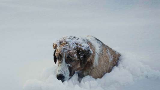 Call of the Wild - Backdrops