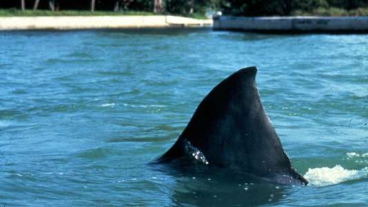 Jaws 3-D - Backdrop