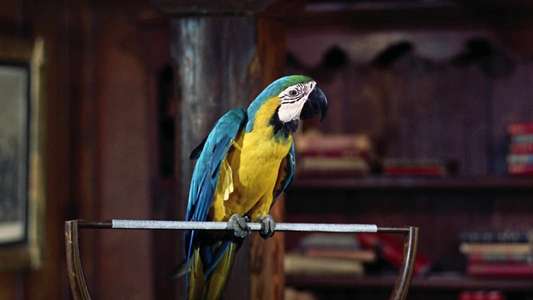 Doctor Dolittle - Backdrop