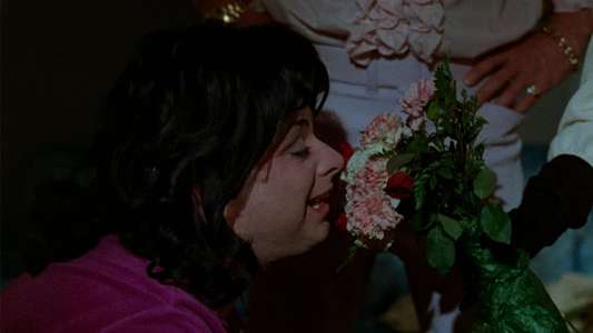 Polyester - Backdrop