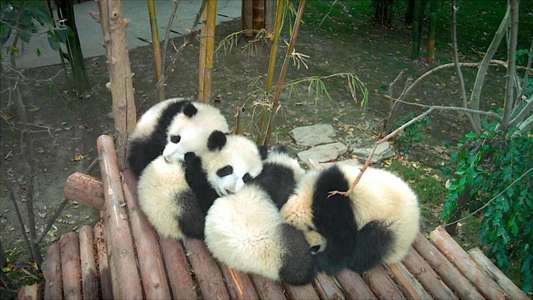 Pandas - Backdrop