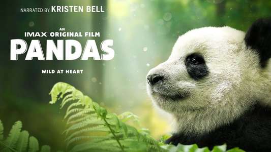 Pandas - Backdrop