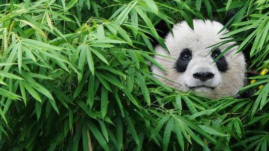 Pandas - Backdrop