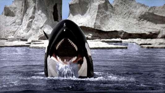 Orca - Backdrop