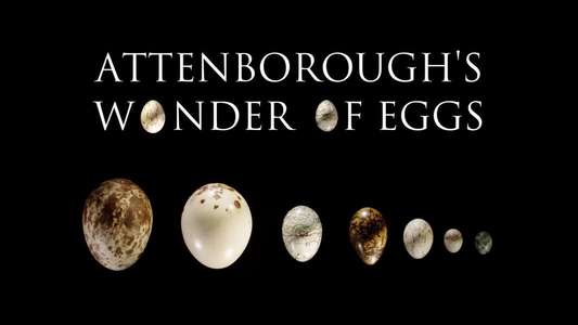 Attenborough's Wonder of Eggs - Backdrop