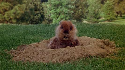 Caddyshack - Backdrop