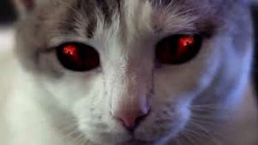 Hell's Kitty - Backdrop