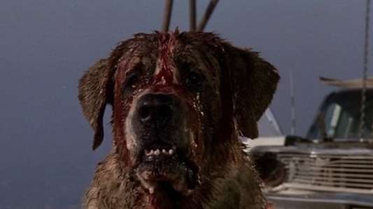 Cujo - Backdrop