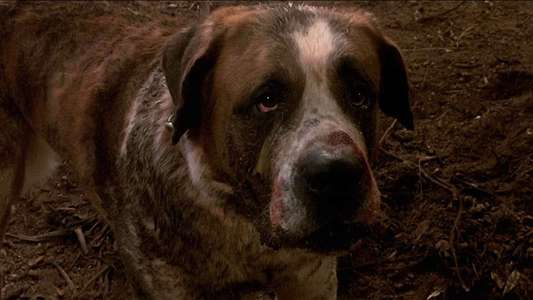Cujo - Backdrop