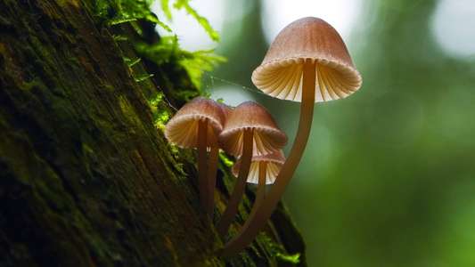 Fantastic Fungi - Backdrop