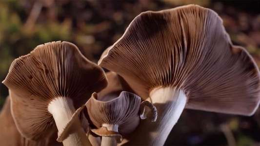 Fantastic Fungi - Backdrop