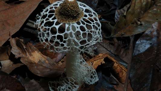 Fantastic Fungi - Backdrop
