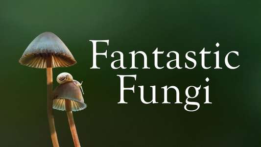 Fantastic Fungi - Backdrop