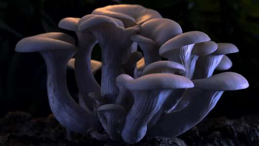 Fantastic Fungi - Backdrop