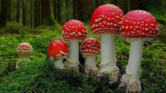 Fantastic Fungi - Backdrop