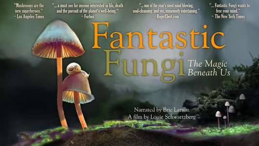 Fantastic Fungi - Backdrop