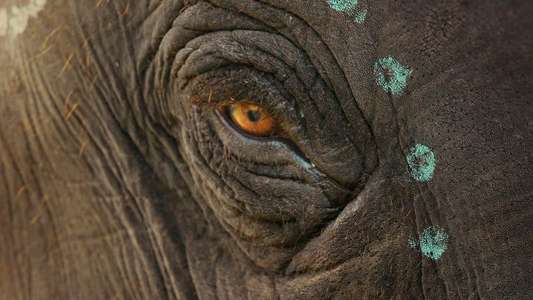 The Elephant Whisperers - Backdrops