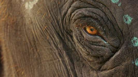 The Elephant Whisperers - Backdrops