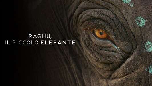 The Elephant Whisperers - Backdrops