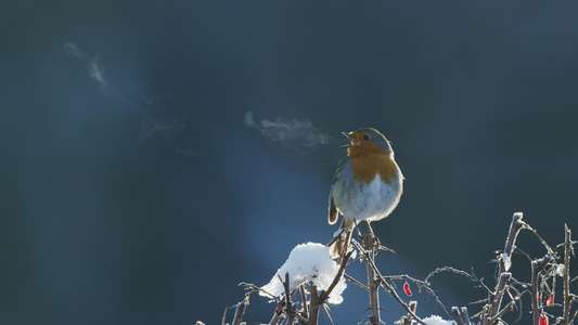 Attenborough's Wonder of Song - Backdrops