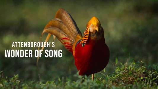 Attenborough's Wonder of Song - Backdrops