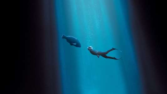 Blueback - Backdrops