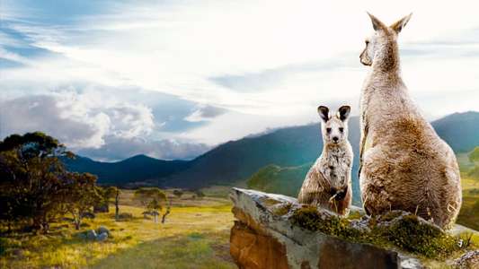 Kangaroo Valley - Backdrops