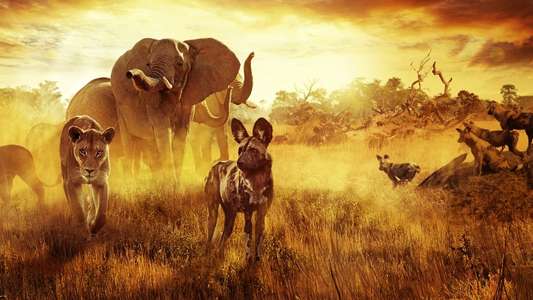 Surviving Paradise: A Family Tale - Backdrop