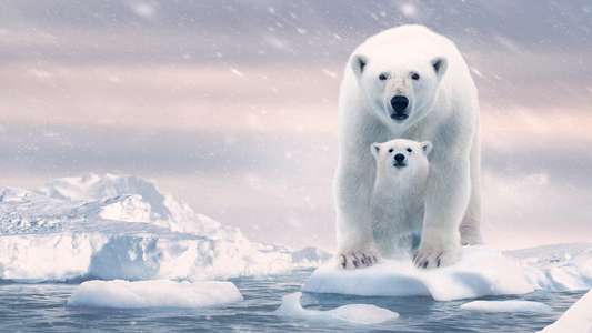 Polar Bear - Backdrops